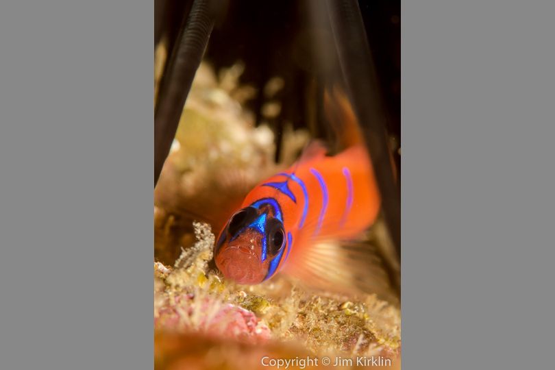 Blue Banded Goby #2